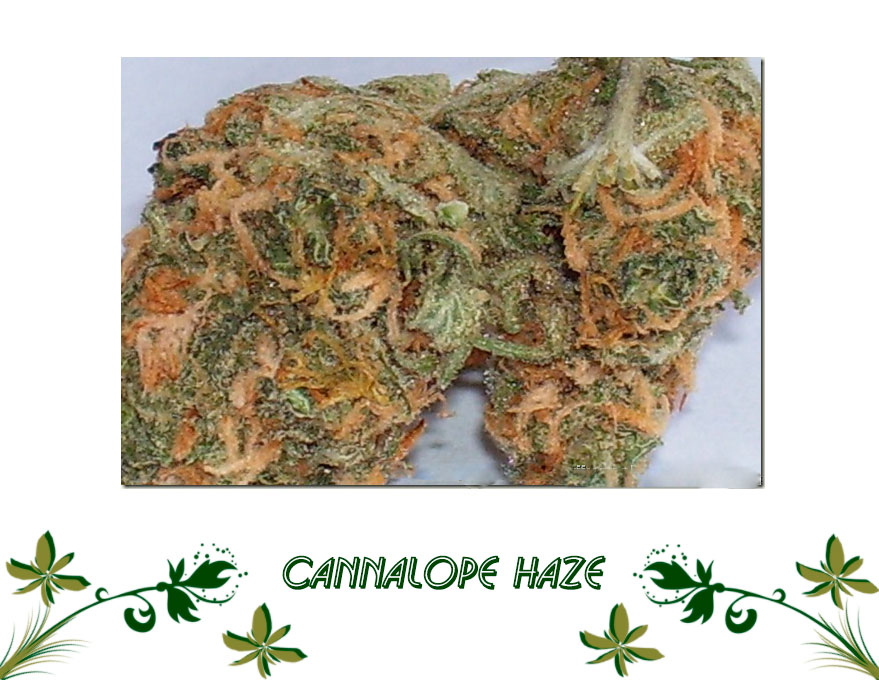 Cannalope Haze сорт