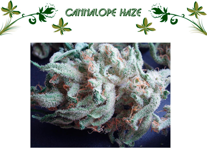 Cannalope Haze