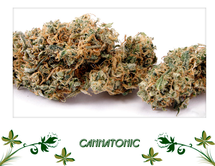 cannatonic сорт
