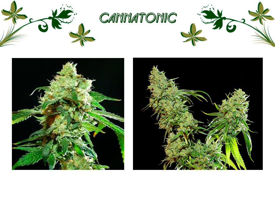 cannatonic