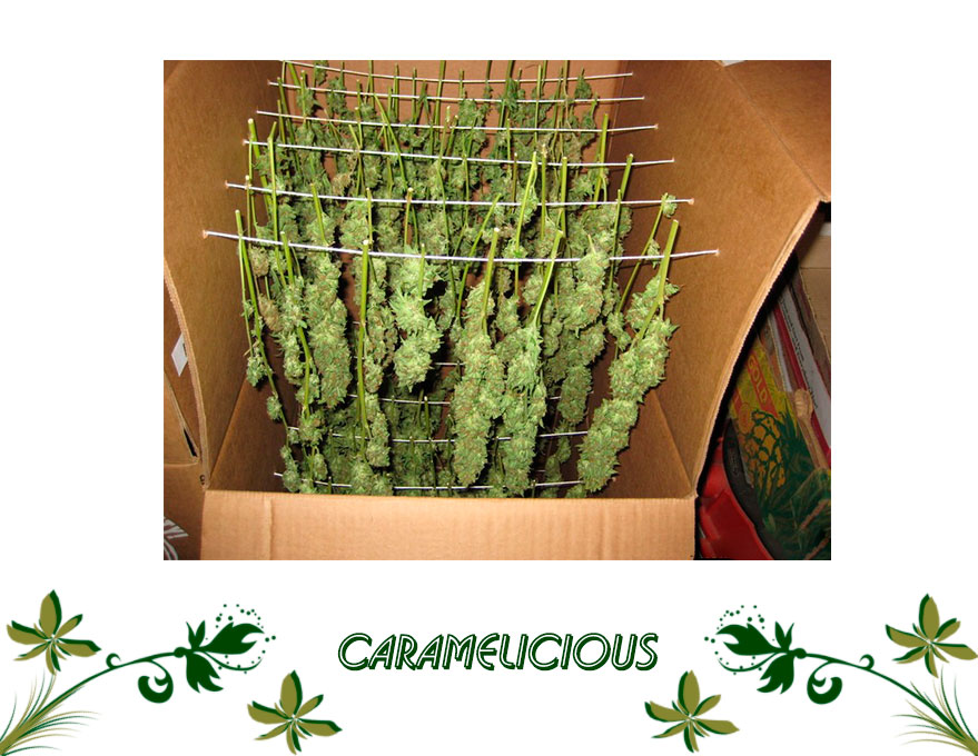 Caramelicious сорт