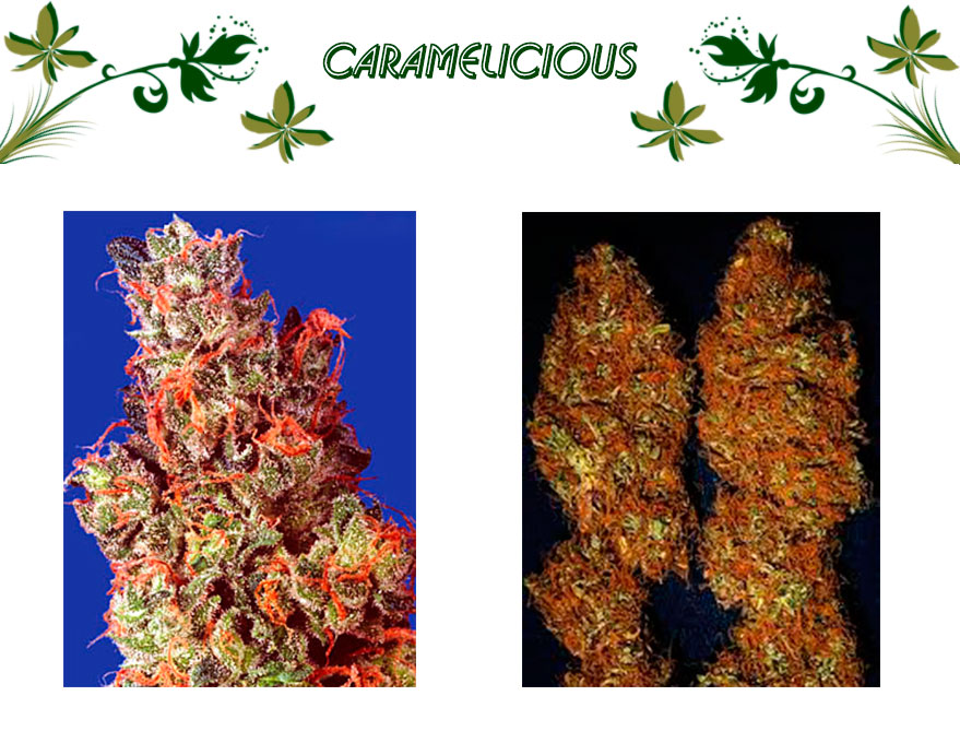Caramelicious