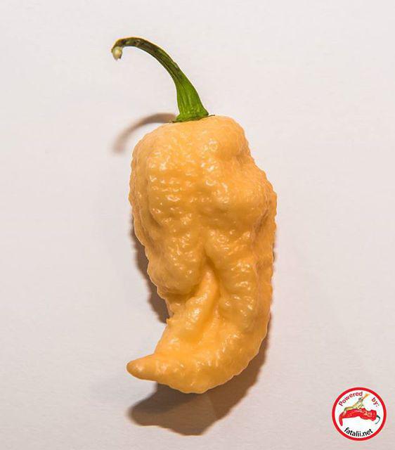 Carolina Reaper X Peach Bhut Jolokia