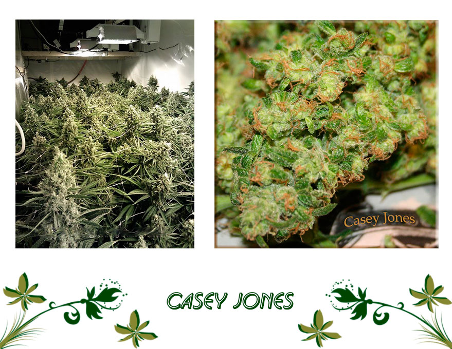Casey Jones сорт
