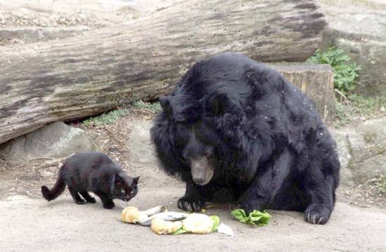 Cat And bear 1