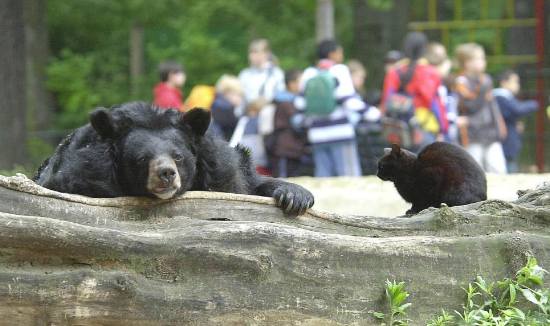 Cat And bear 2