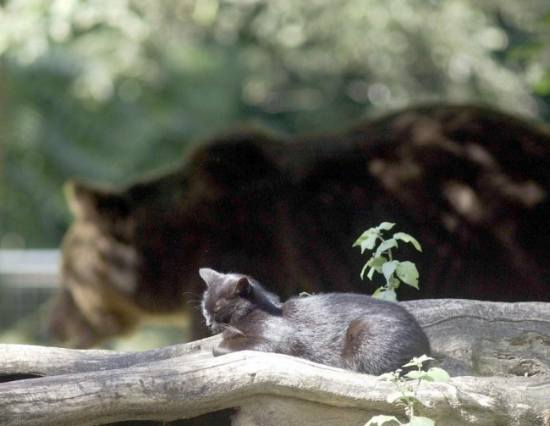 Cat And bear 3