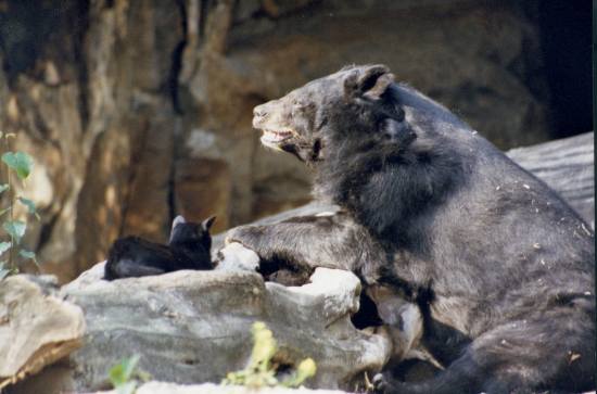 Cat And bear 4