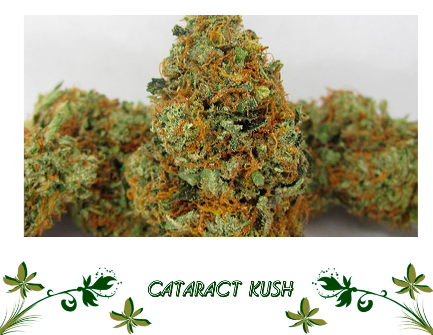 Cataract Kush сорт