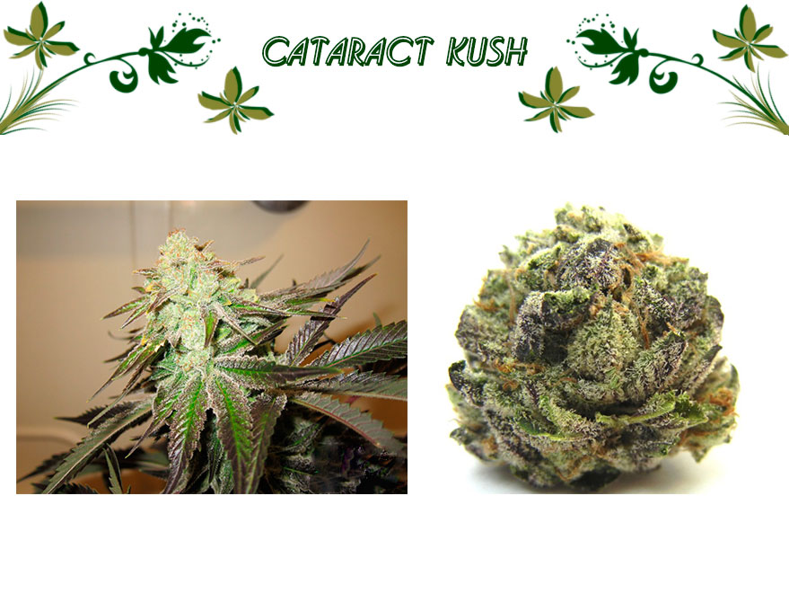 Cataract Kush