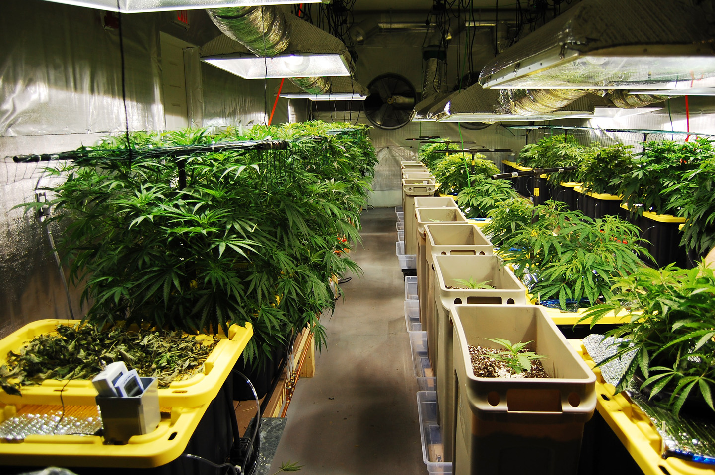 CBD-Unlimited-1.jpg