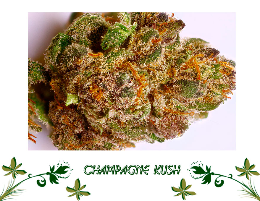 Champagne Kush сорт