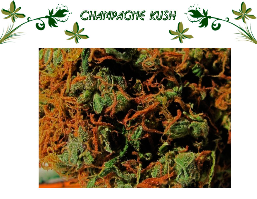 Champagne Kush