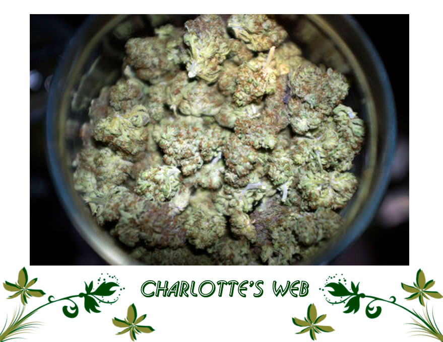 Charlotte’s Web сорт