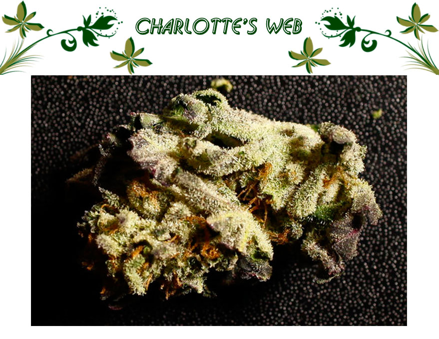 Charlotte’s Web
