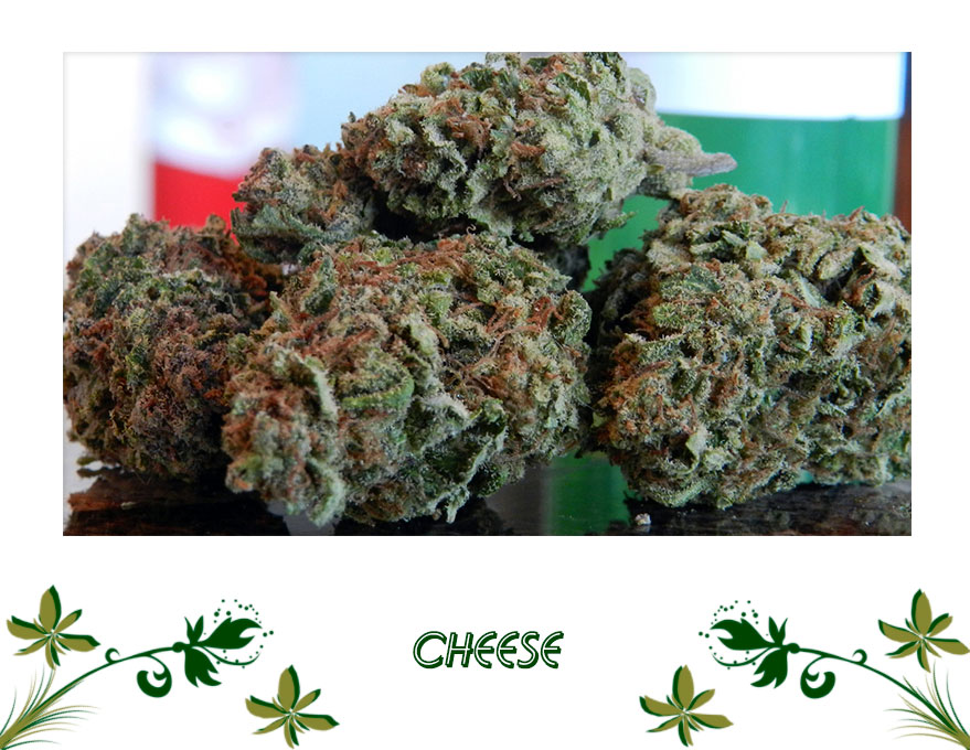 Cheese сорт