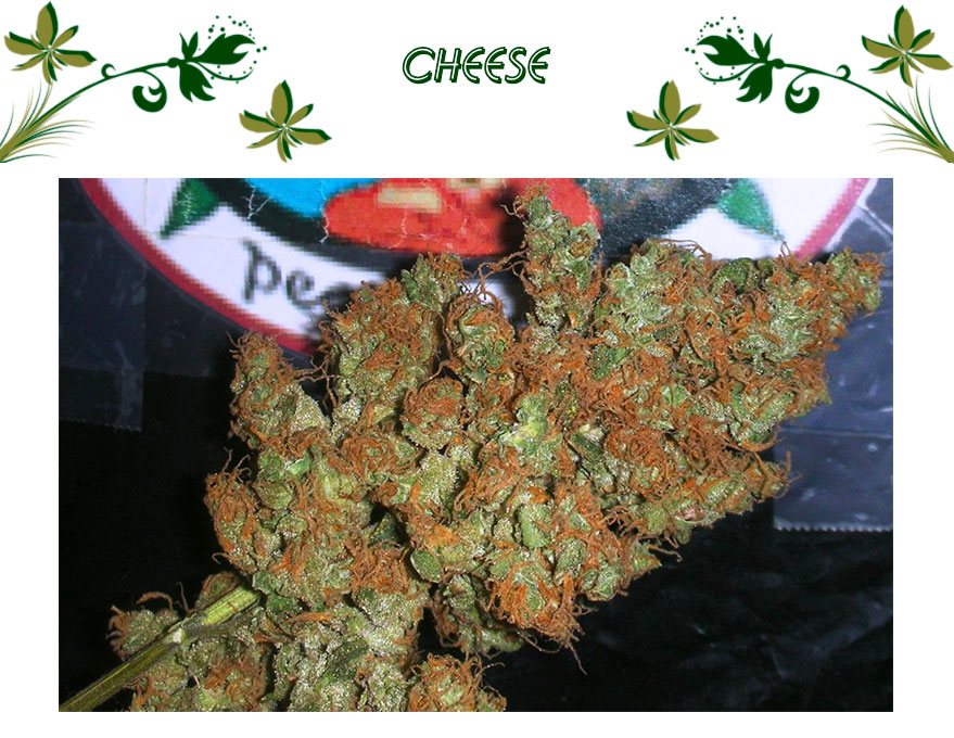 Cheese