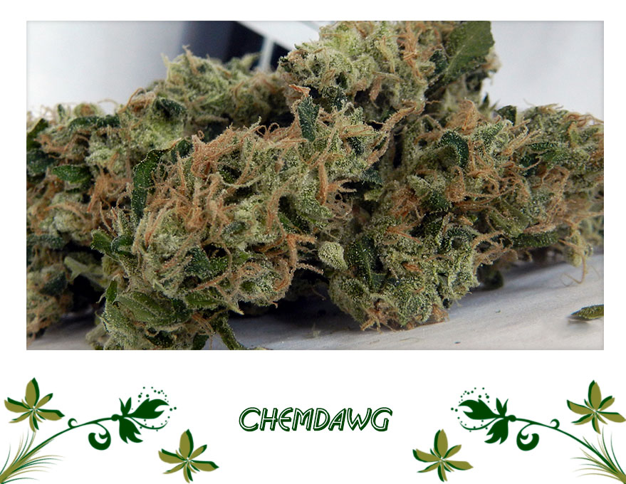 Chemdawg сорт