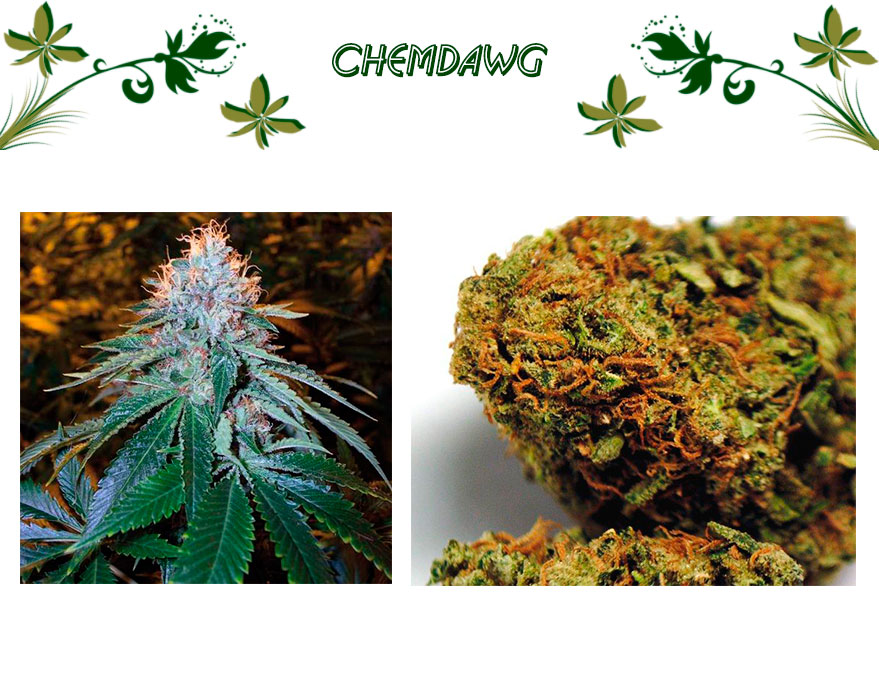 Chemdawg