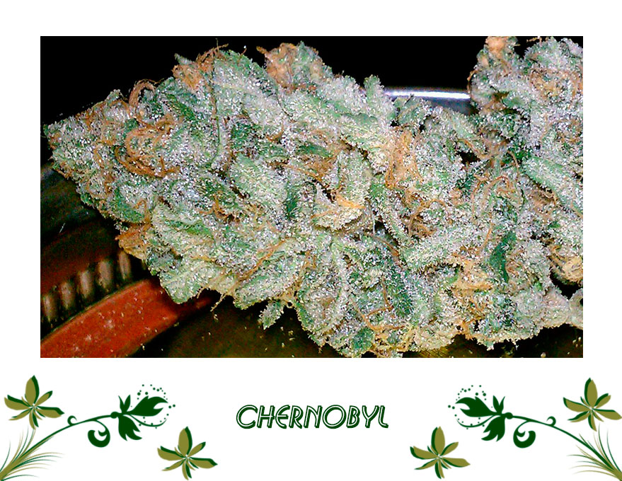 Chernobyl сорт