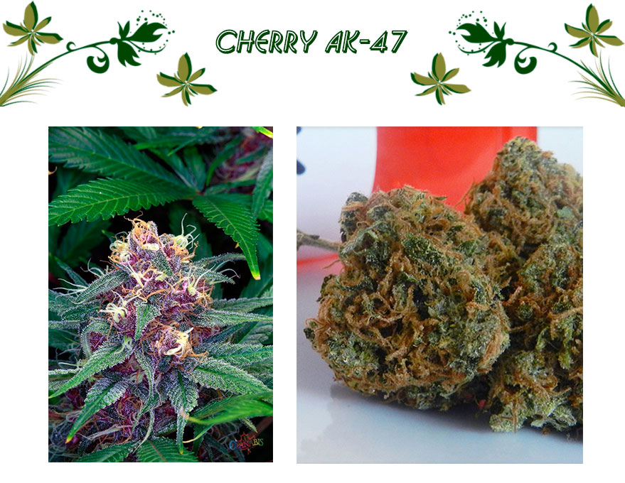 CHERRY AK 47