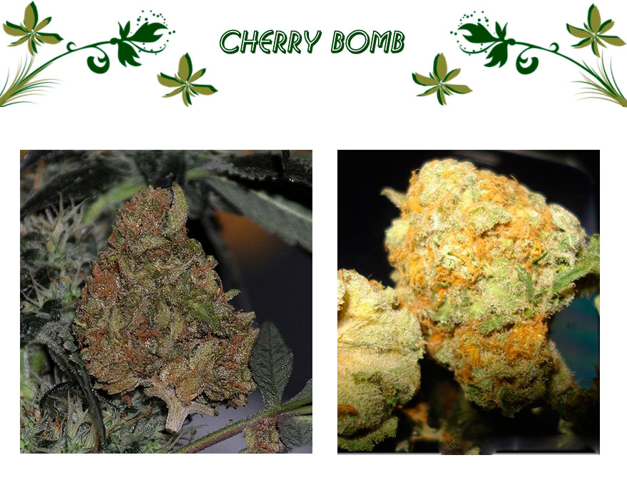 Cherry Bomb