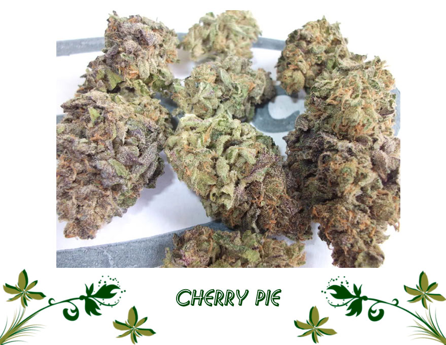 Cherry Pie сорт