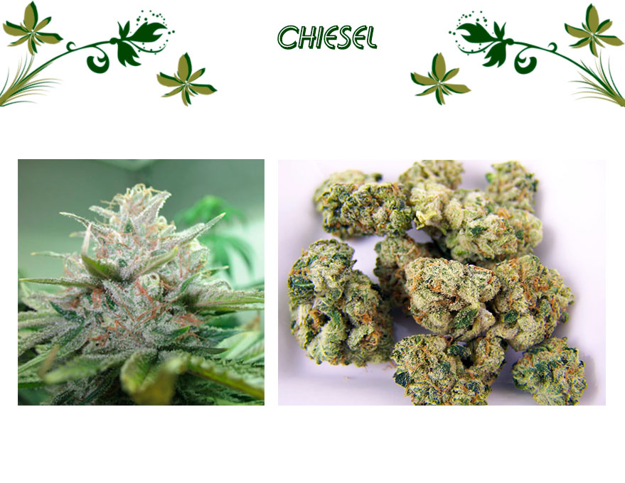 chiesel