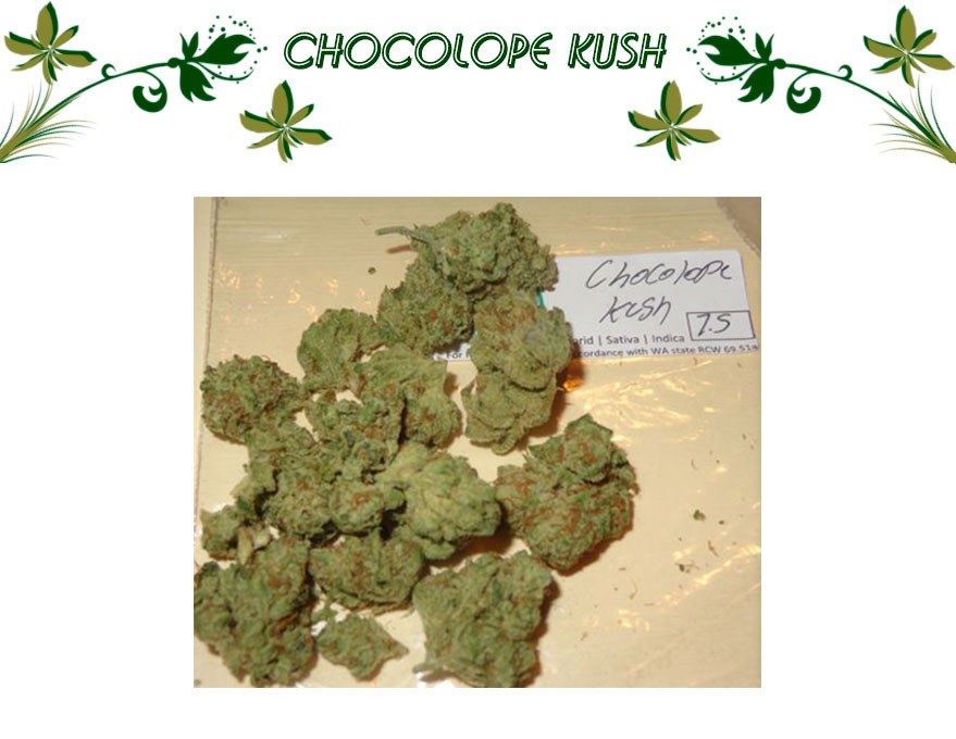 Chocolope Kush
