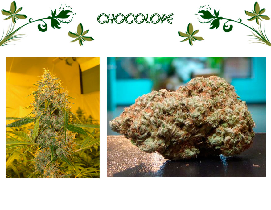 Chocolope