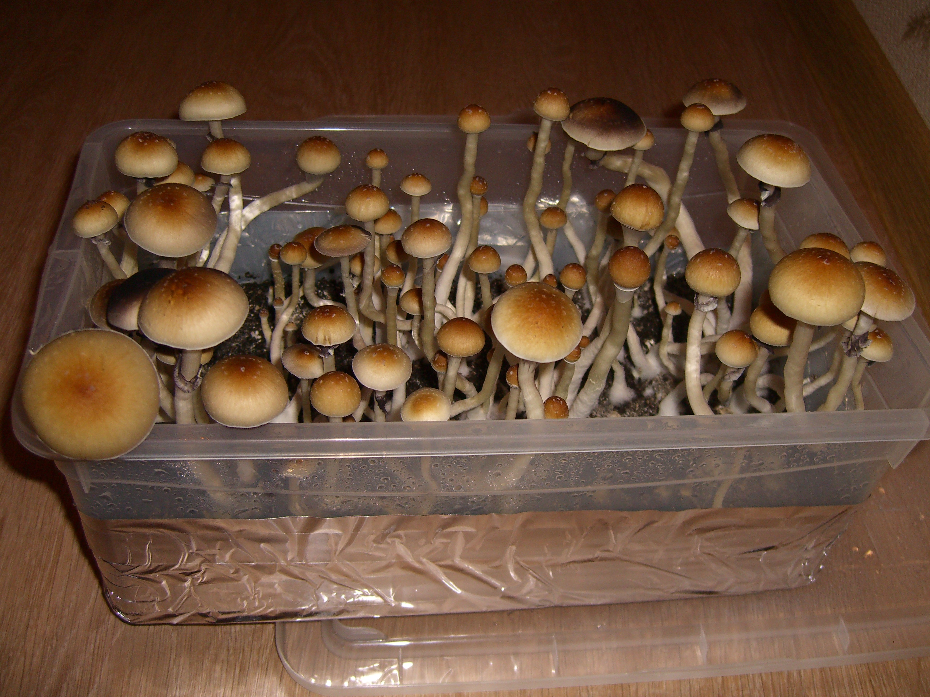 CIMG0026