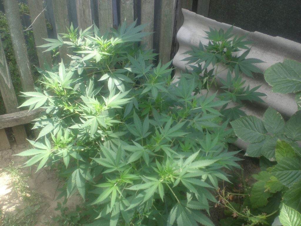 CIMG0059