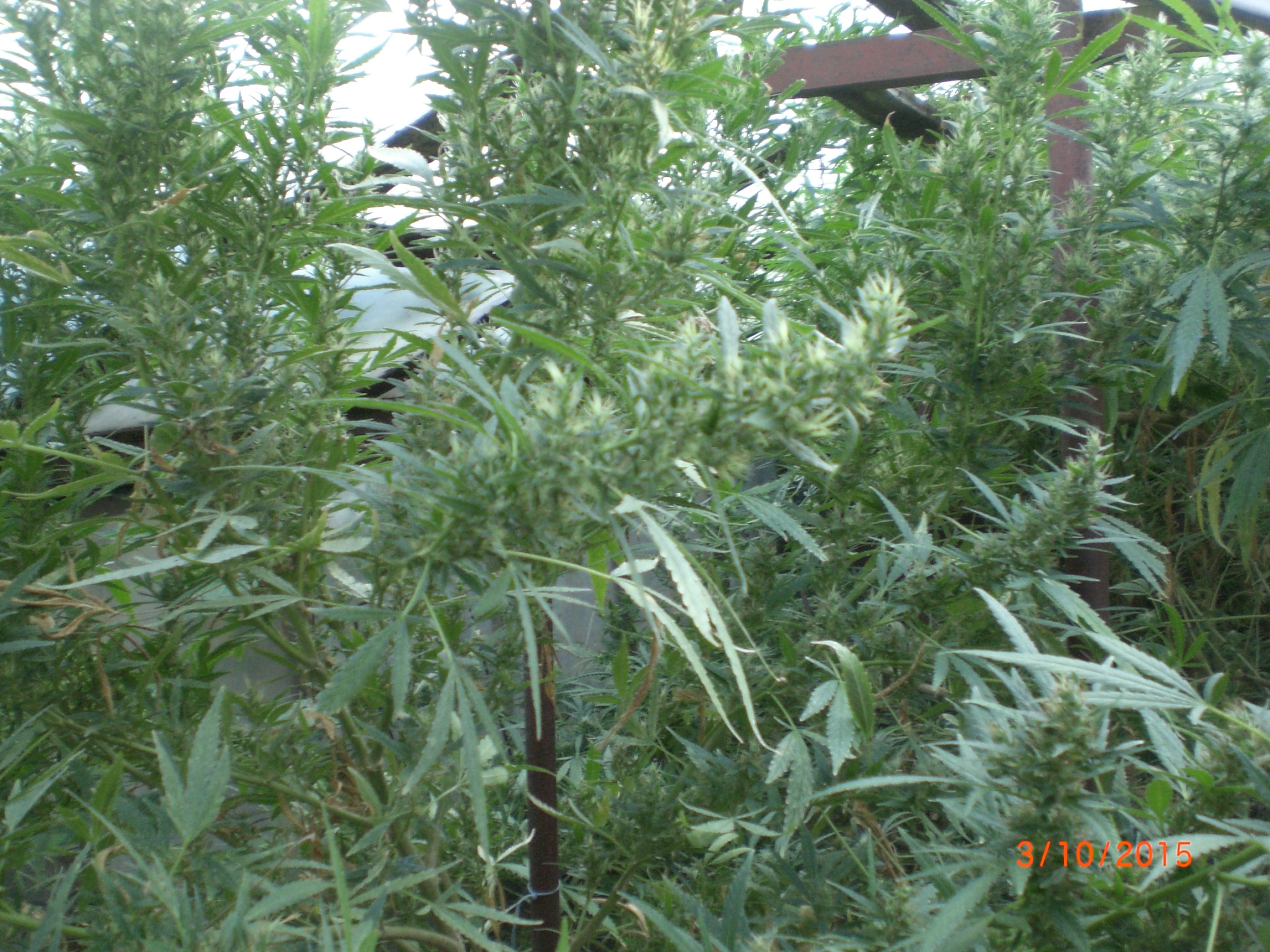 CIMG0066