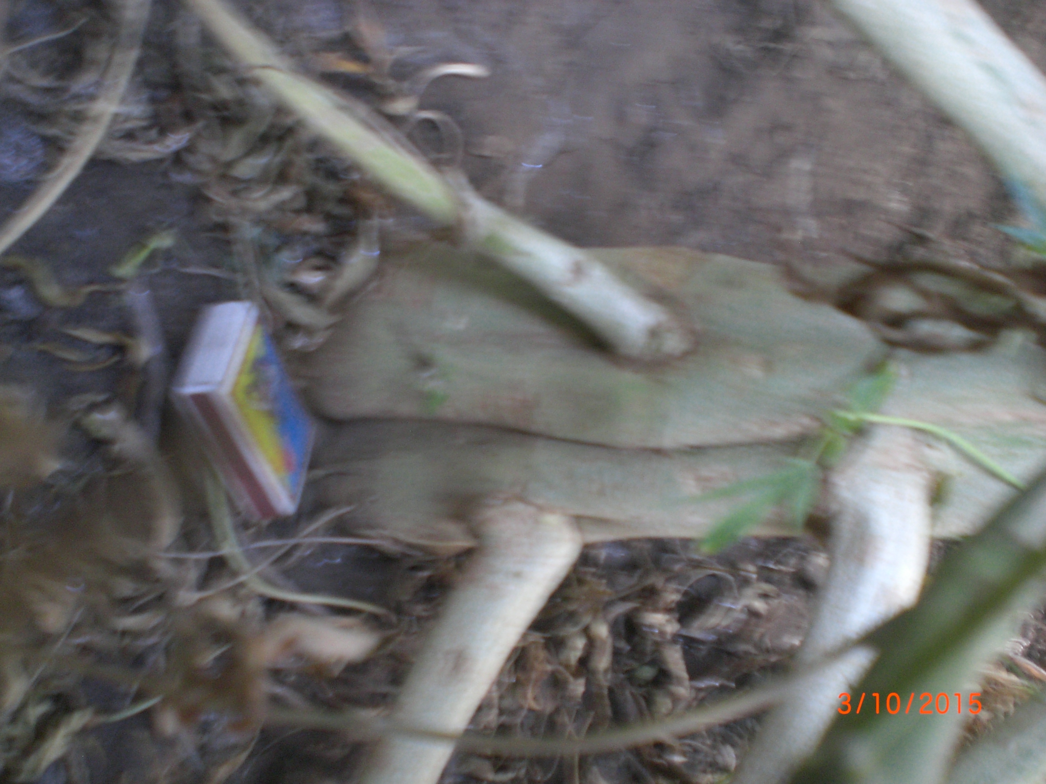 CIMG0070