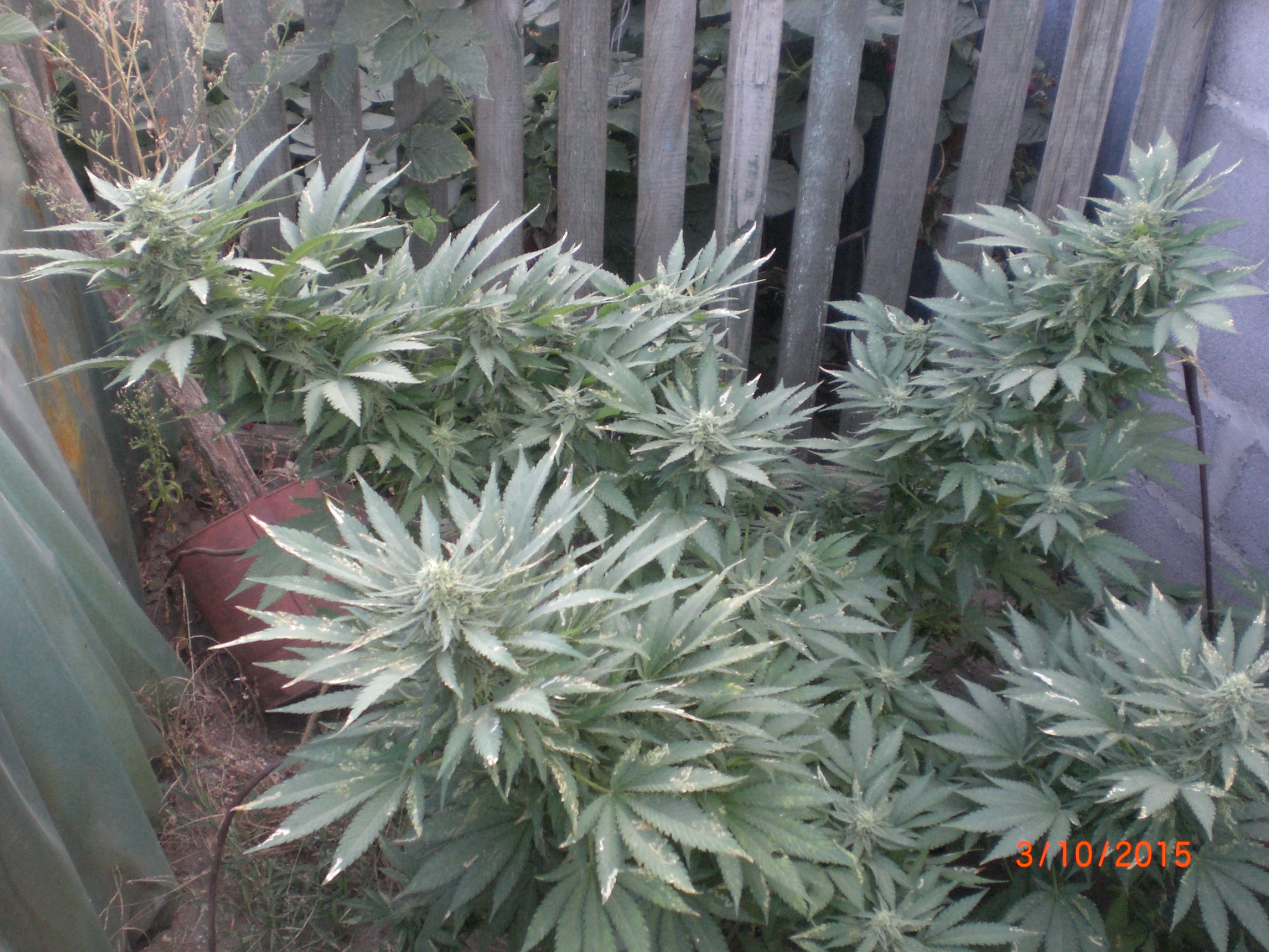 CIMG0077