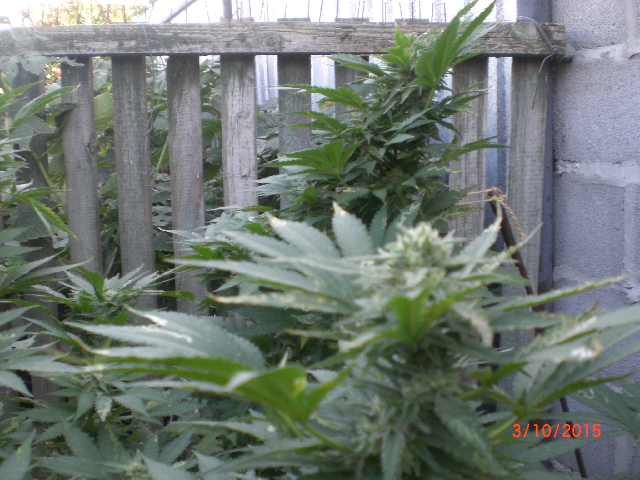 CIMG0078