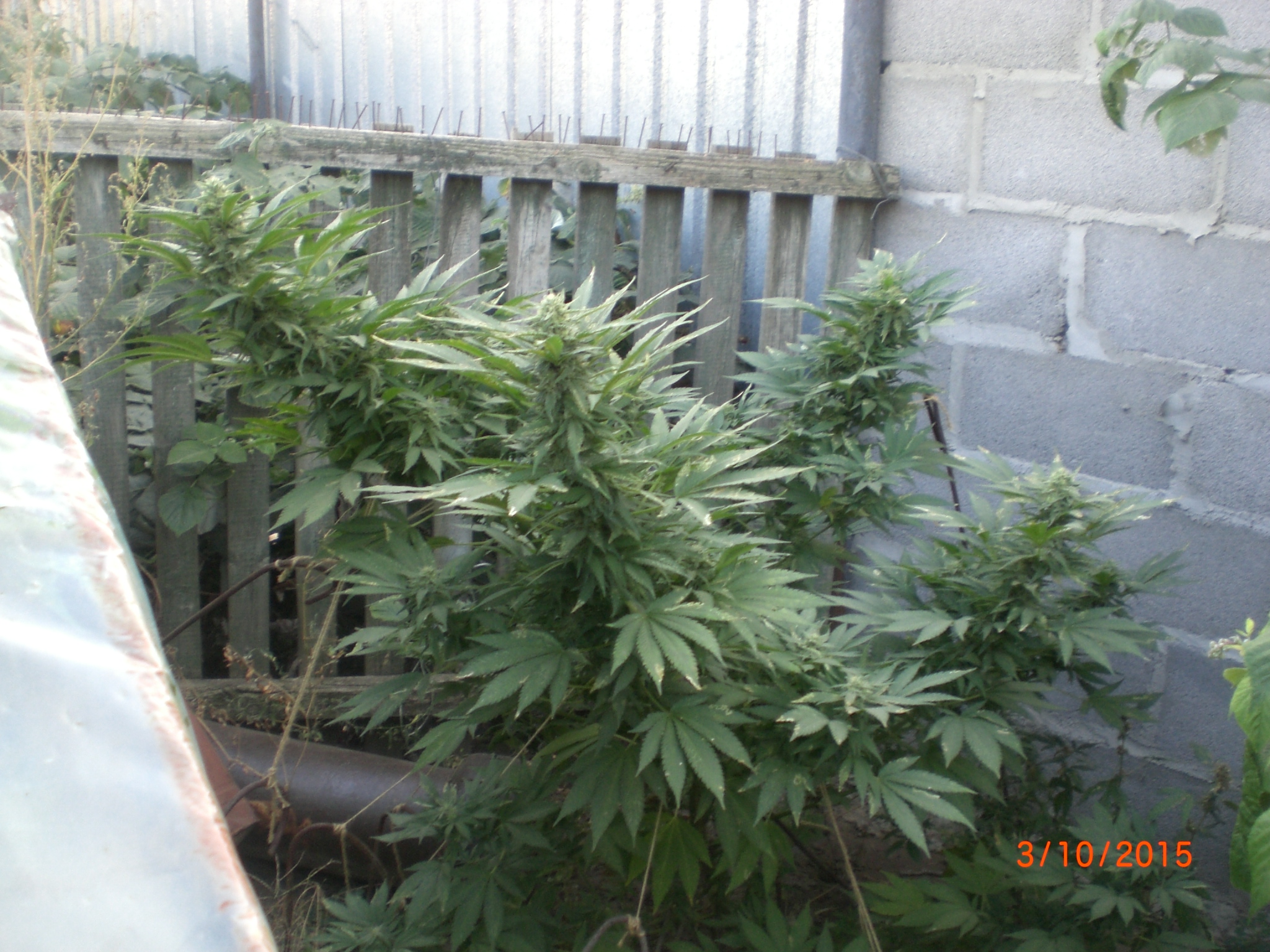 CIMG0079