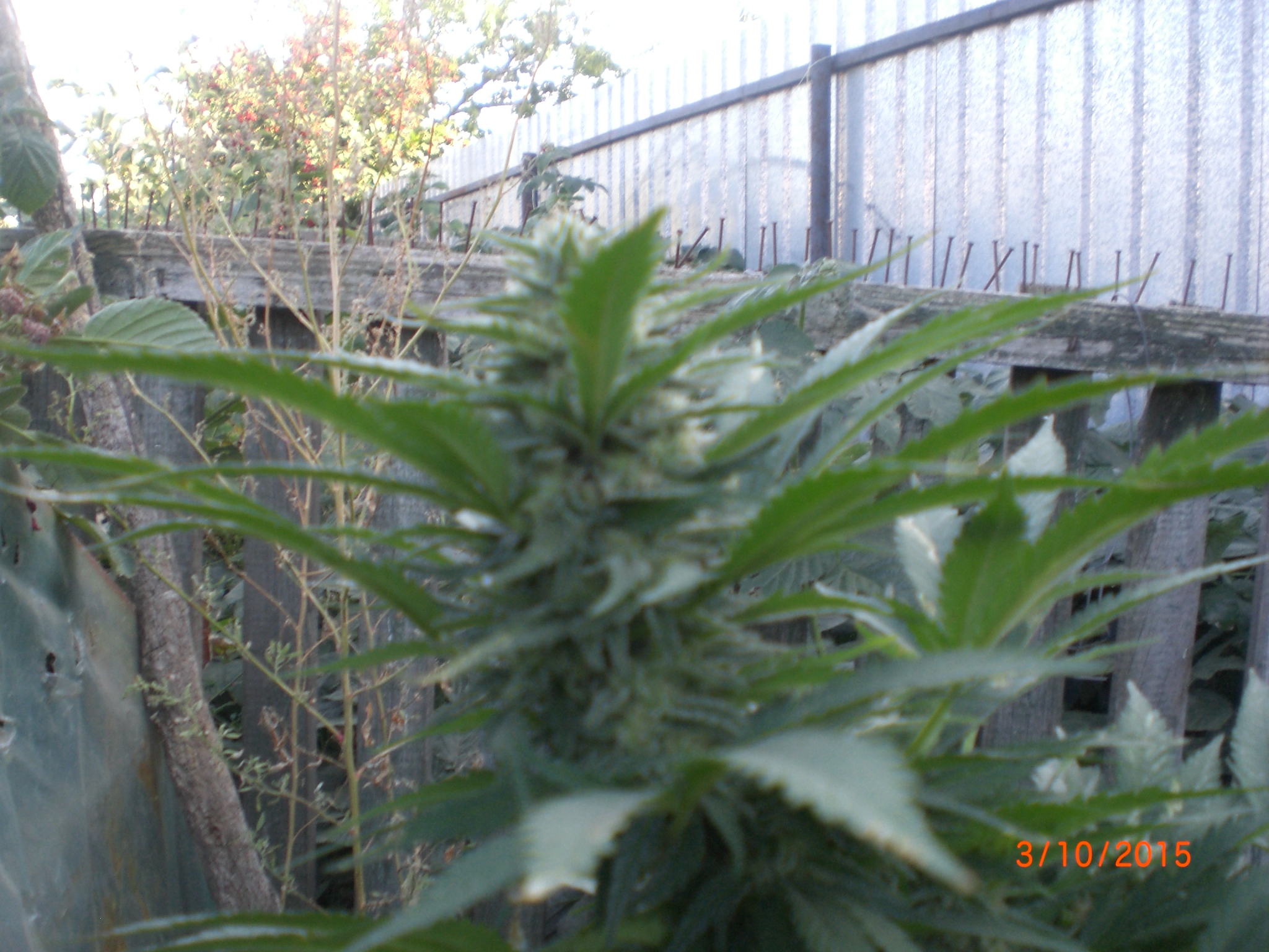 CIMG0080
