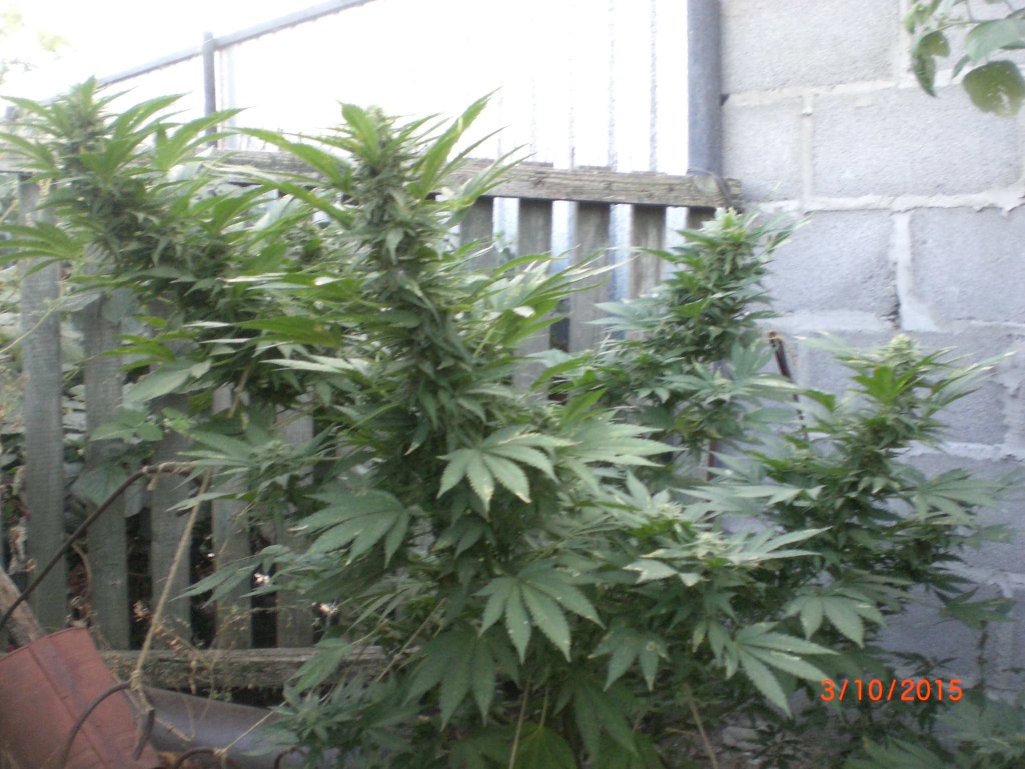 CIMG0082