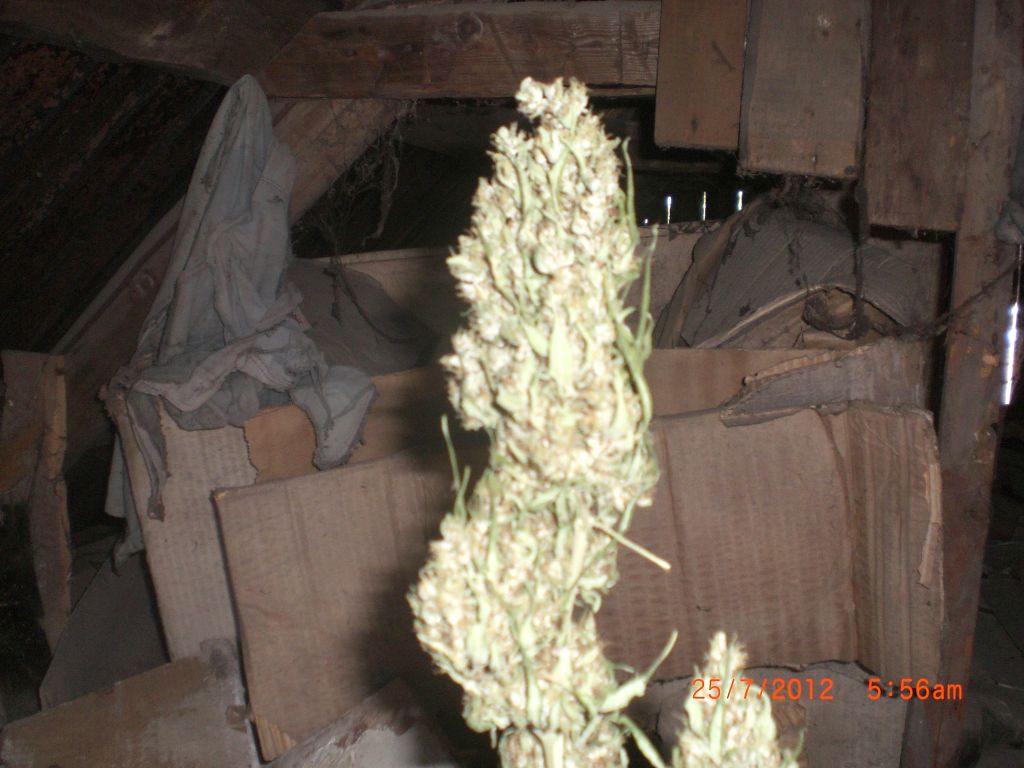 CIMG2370