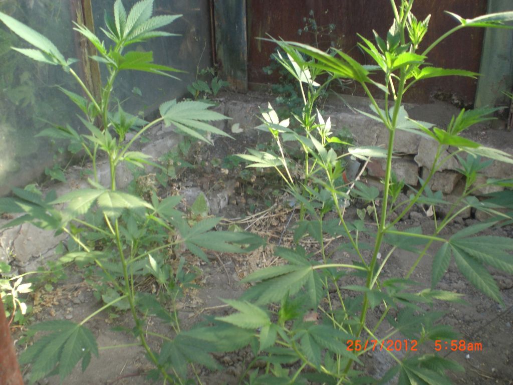 CIMG2374