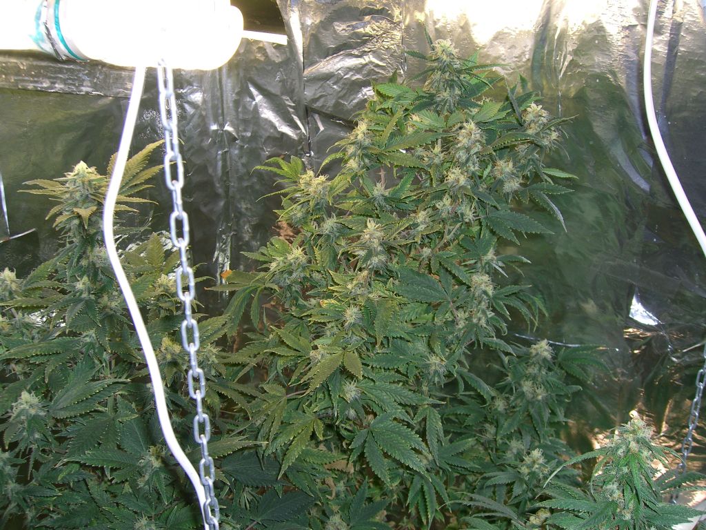 CIMG5460