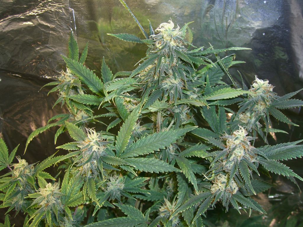 CIMG5463