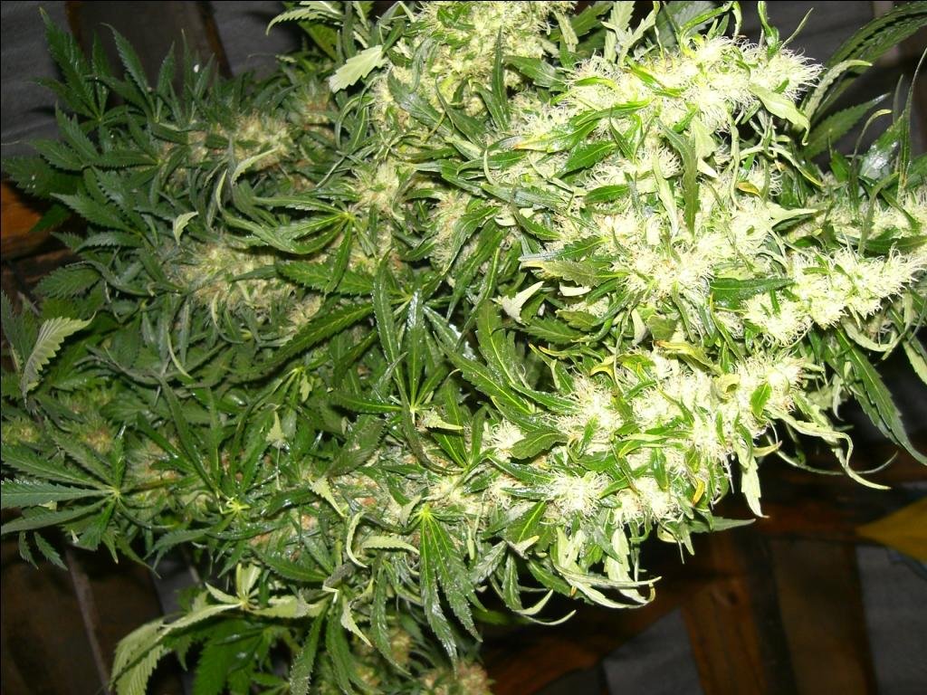 CIMG7579