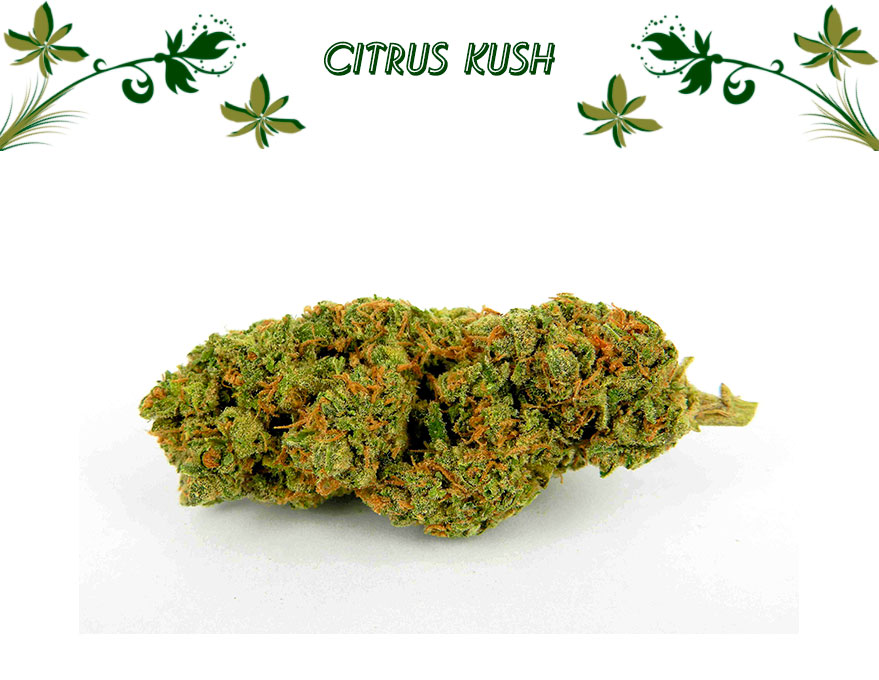 Citrus Kush