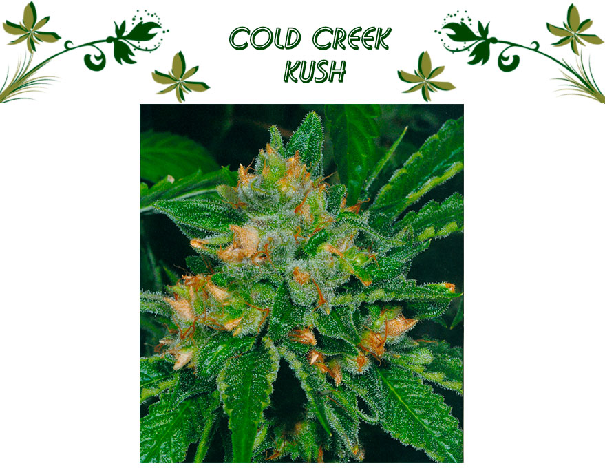 Cold Creek Kush