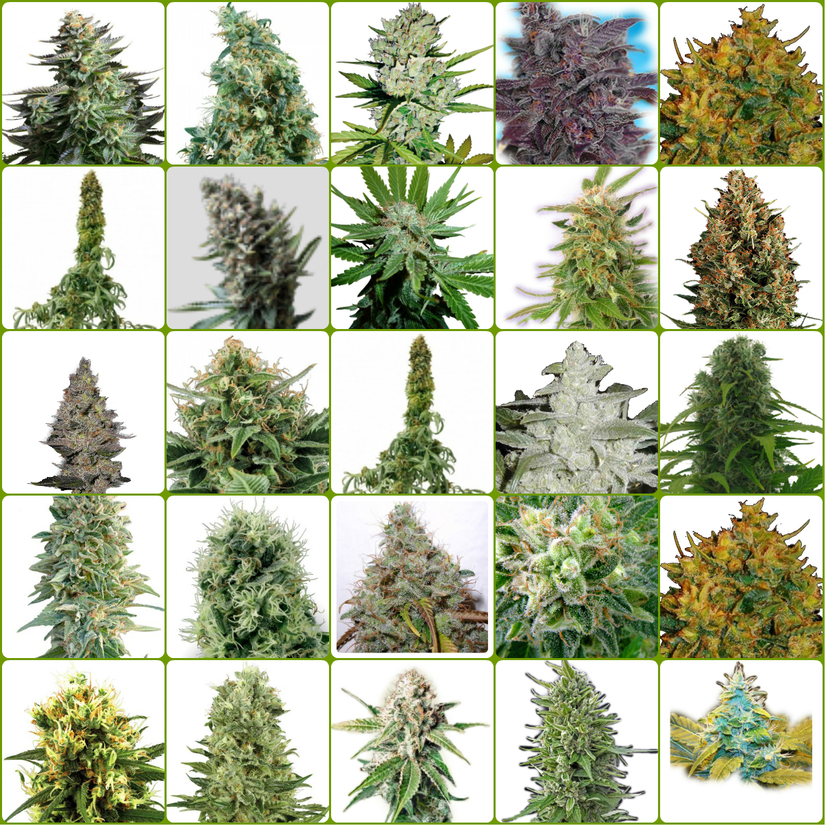 collage