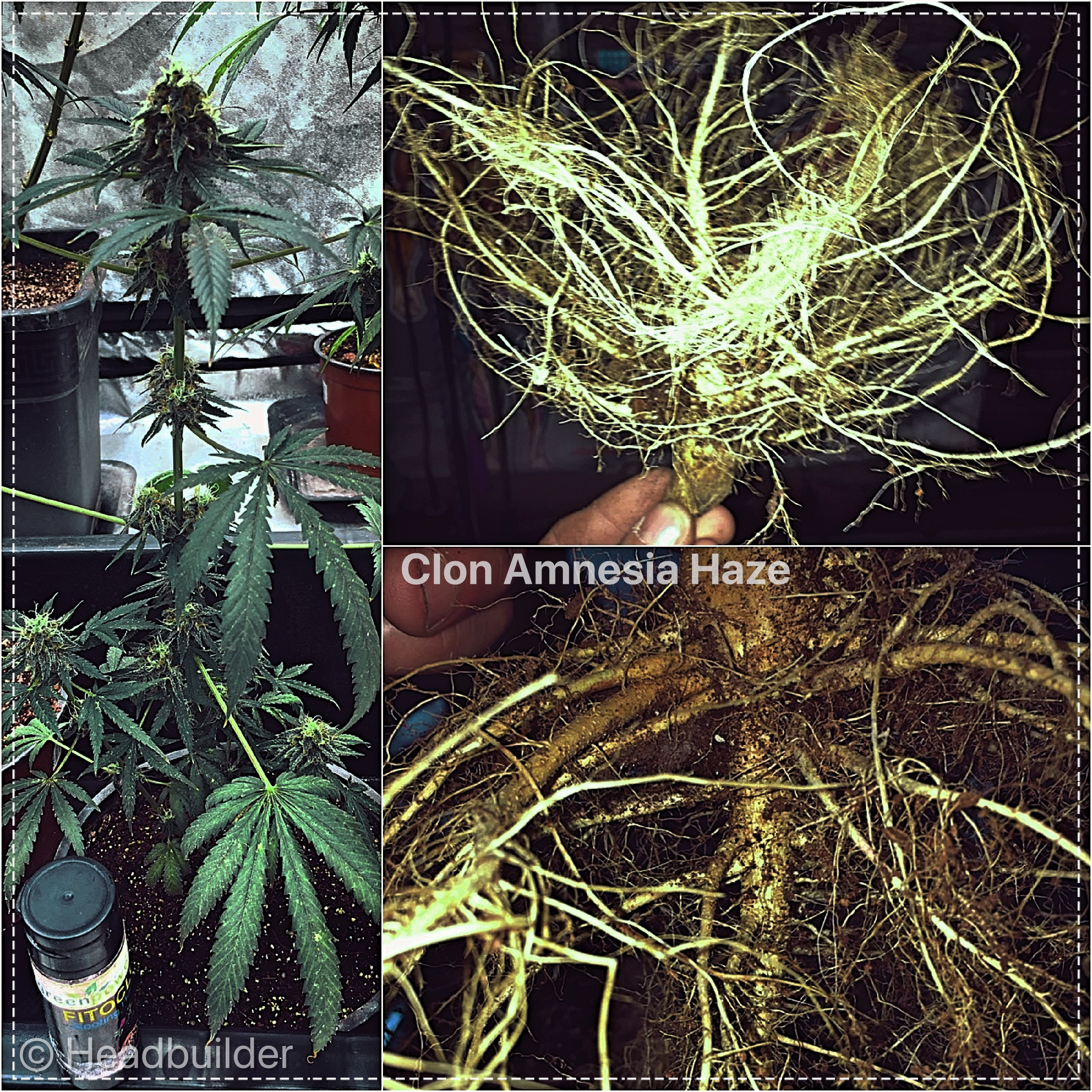 Collage_Fotorкорень клона амнезии_Fotor.jpg