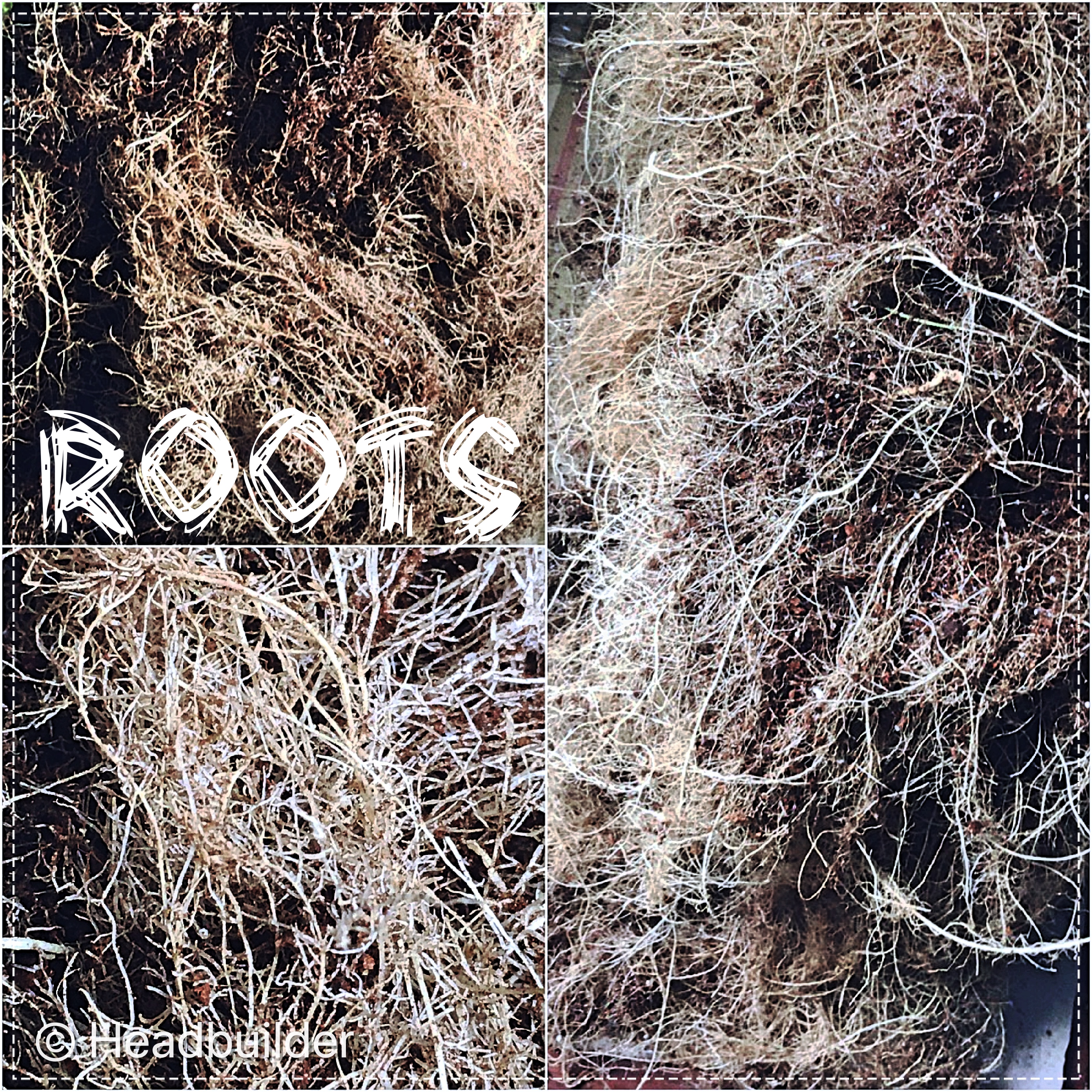 Collage_FotorRoots_Fotor.jpg