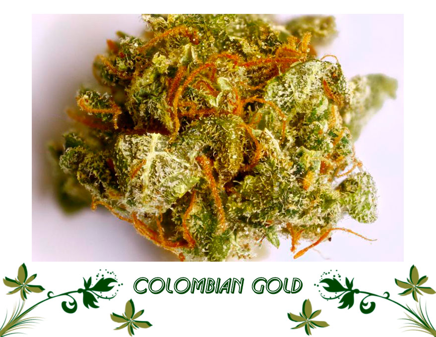 Colombian Gold сорт